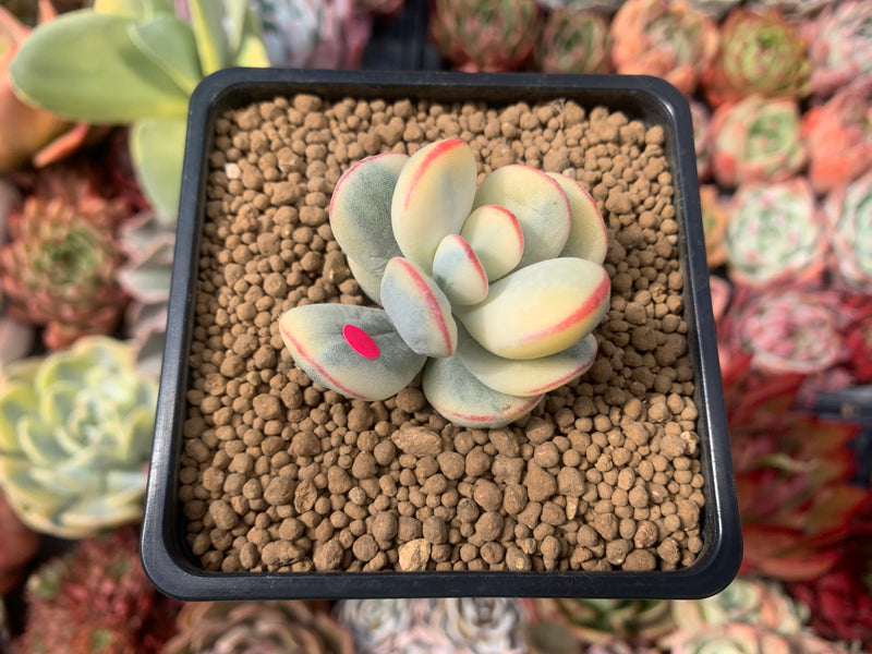 Cotyledon 'Orbiculata' Variegated 1"-2" Cutting Succulent Plant