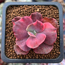 Echeveria 'Red Phoenix' Variegated 1" Small Succulent Plant