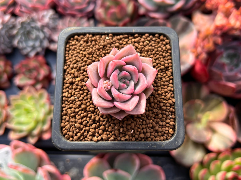 Echeveria 'Apink' 1" Succulent Plant