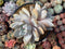 Echeveria 'Ivory' Double Headed Cluster 6" Succulent Plant