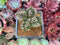 Crassula 'Buddha's Temple' 1"-2" Succulent Plant