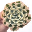 Echeveria 'Compton Carousel' Variegated 5" Succulent Plant