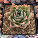 Echeveria Agavoides 'Snow Elian' 3" Succulent Plant