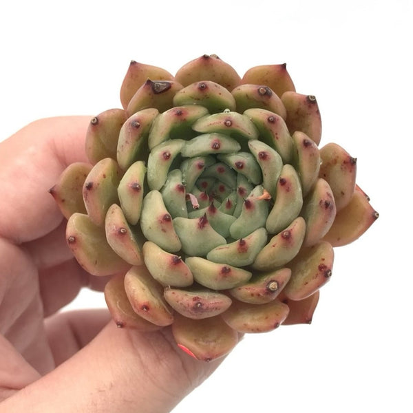 Echeveria 'Zaragoza' Hybrid 2" Succulent Plant