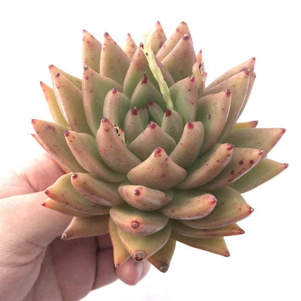 Echeveria Agavoides Hybrid 6” Rare Succulent Plant