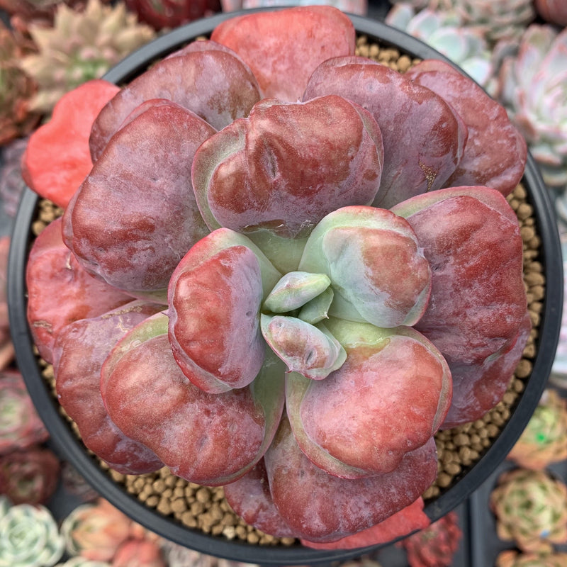 Echeveria 'Hearts Delight' 5" Large Succulent Plant