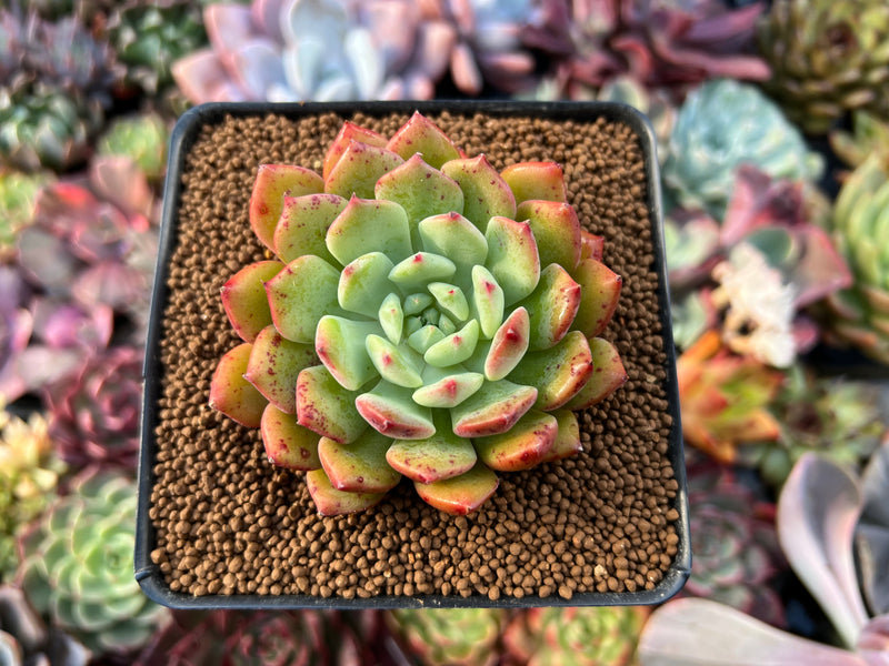 Echeveria 'Apple Pie' 2" Succulent Plant