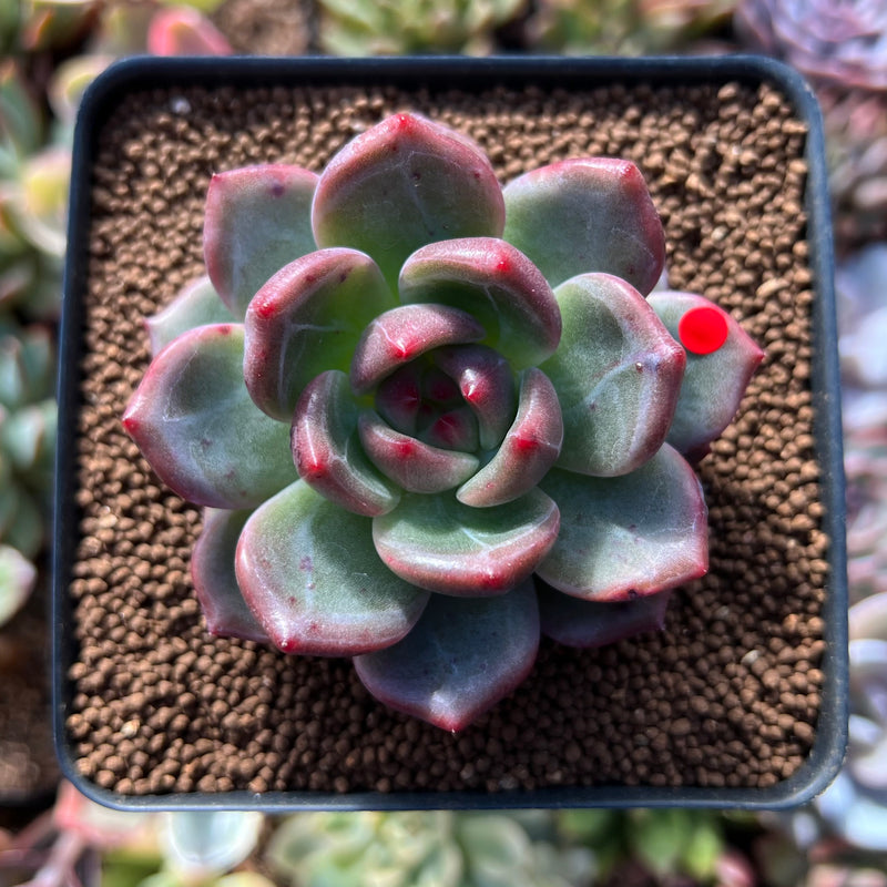 Echeveria 'Shallot' 2" Succulent Plant