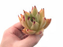 Echeveria Agavoides Royal 2”-3” Specimen Rare Succulent Plant