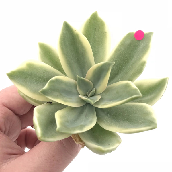 Graptoveria Fred Ives Variegated 3” Rare Succulent Plant