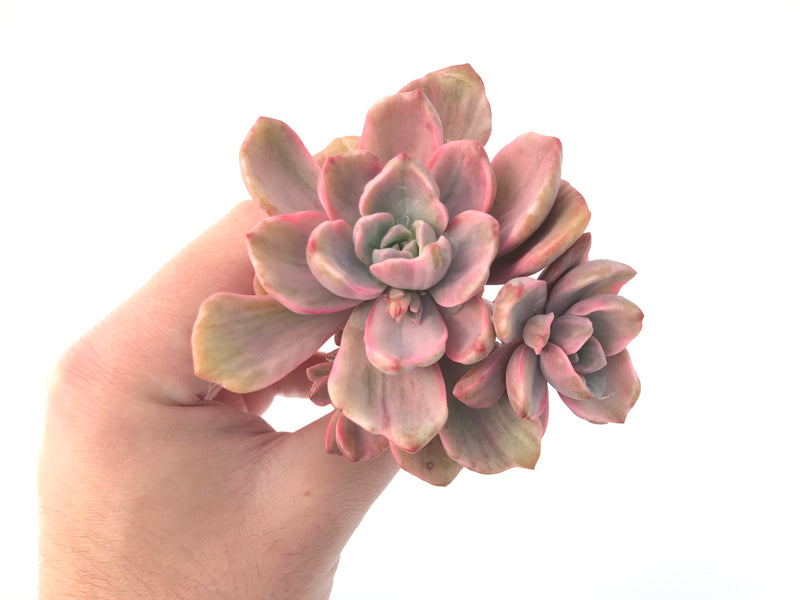 Graptoveria 'Mrs. Richards' Variegated 4" Cluster Succulent Plant