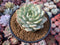 Echeveria 'Marsia' 4" Powdery Succulent Plant