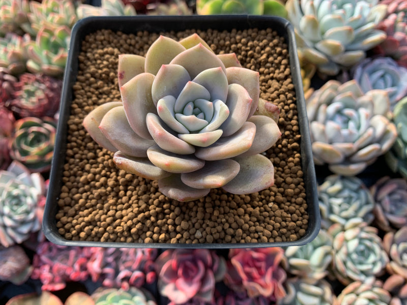 Echeveria 'La Bamba' 2"-3" Succulent Plant