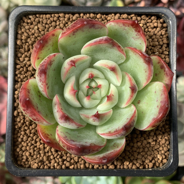 Echeveria 'Amore' 2” Succulent Plant