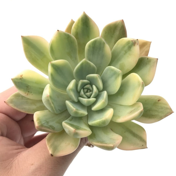 Echeveria "Pretty in Pink' Variegated 3"-4" Succulent Plant