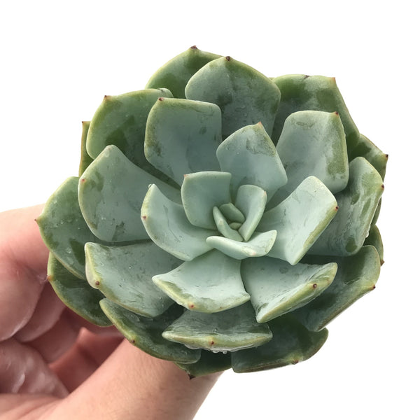 Echeveria 'Milkis' New Hybrid 3" Powdery Succulent Plant