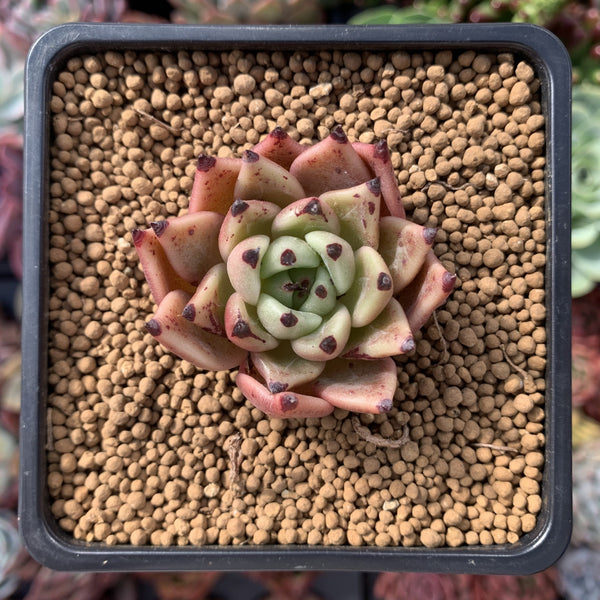 Echeveria Agavoides 'Black Cat' 2" New Hybrid Succulent Plant