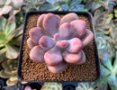 Graptopetalum 'Amethystinum' 2" Succulent Plant