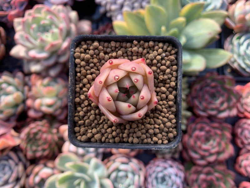 Echeveria Agavoides 'Ilina' 1" Succulent Plant