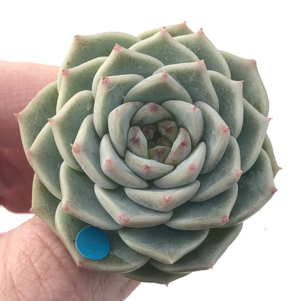 Echeveria 'Red Velvet' 2" Succulent Plant