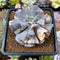 Echeveria 'Cubic Frost' Variegated 2"-3" Succulent Plant