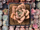 Echeveria Agavoides 'Lydia' 2"-3" Succulent Plant