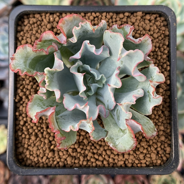 Echeveria 'Aquarius' 1"-2" Succulent Plant