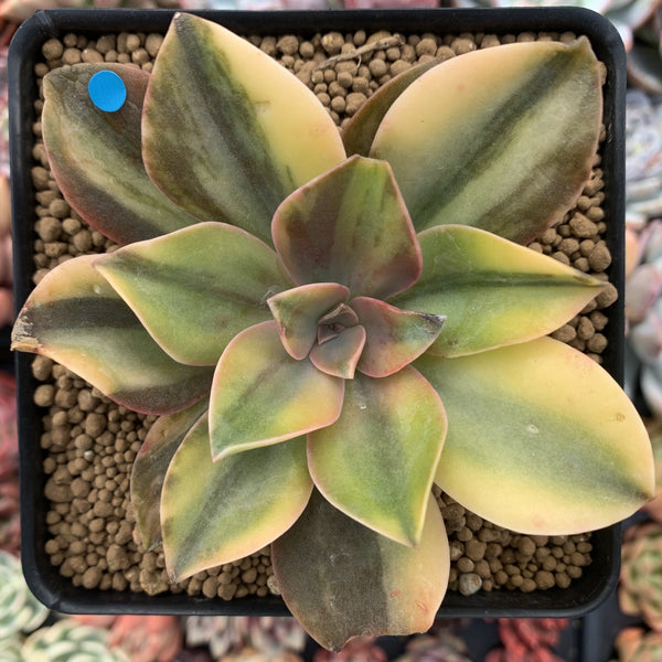 Graptoveria 'Fred Ives' Variegated 3" Rare Succulent Plant