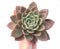 Echeveria Agavoides 'Pink Champagne' 10"+ Extra Large Succulent Plant