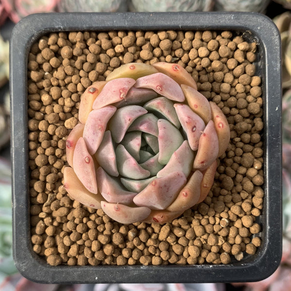 Echeveria 'Esca' 1" Small New Hybrid Succulent Plant