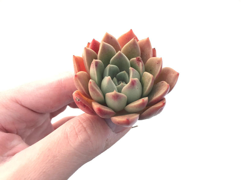 Echeveria 'Moralbi' New Hybrid 1"-2" Succulent Plant