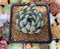 Dudleya 'Sony Queen' 1"-2" New Hybrid Succulent Plant