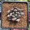 Pachyphytum 'Angel Finger' 1" Succulent Plant