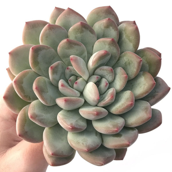 Echeveria 'Pearlberry' Hybrid Bifurcated 5"-6" Powdery Succulent Plant