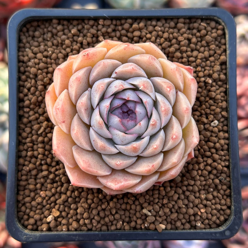 Echeveria 'Charlesrose' 1"-2" Succulent Plant