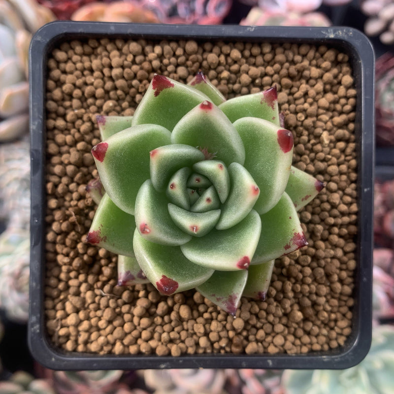 Echeveria Agavoides 'Kobane' 2" Succulent Plant