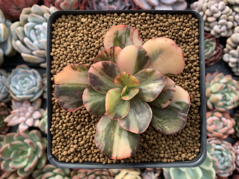 Echeveria 'Primadonna' Variegated 3" Succulent Plant