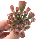 Echeveria 'Trumpet Pinky' 2"-3" Rare Succulent Plant