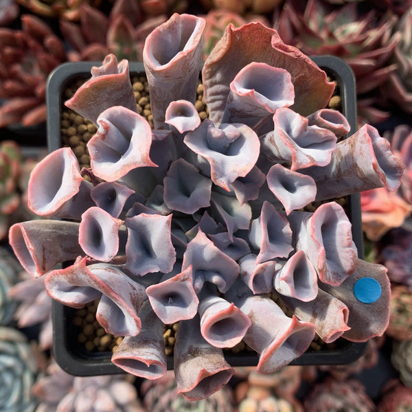 Echeveria 'Trumpet Pinky' 3" Succulent Plant