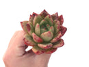 Echeveria Agavoides 'Orange Champaign' 4" Succulent Plant