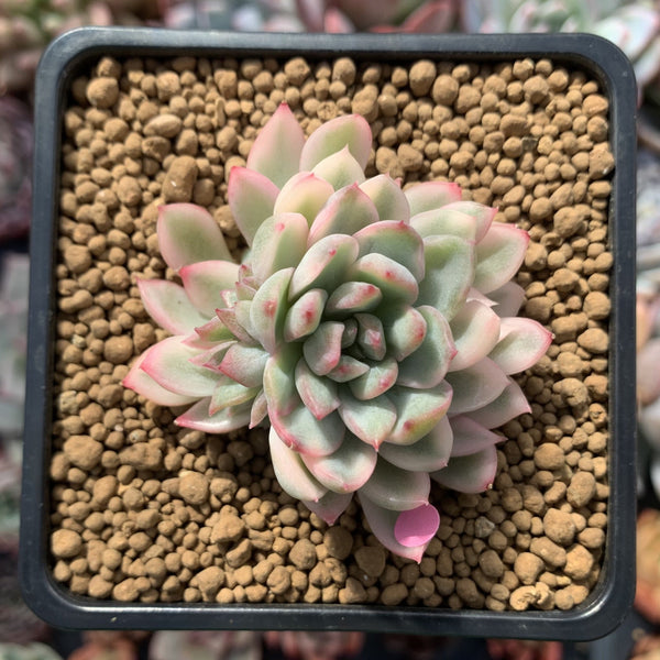 Echeveria 'Mebina' Variegated 2" Succulent Plant