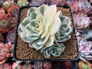 Echeveria 'Compton Carousel' Variegated 4" Cluster Succulent Plant