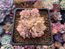 Echeveria 'Mebina' Variegated 3" Cluster Succulent Plant