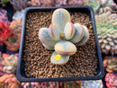 Cotyledon 'Orbiculata' 1"-2" Variegated Succulent Plant