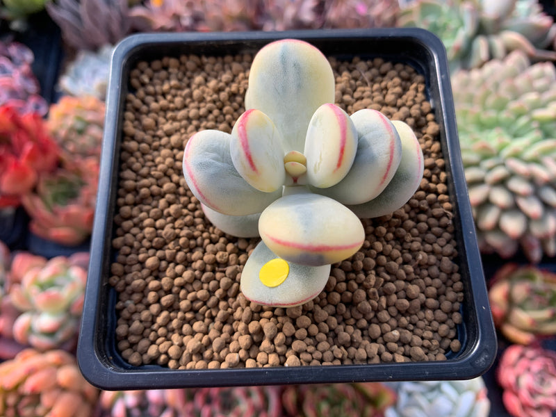 Cotyledon 'Orbiculata' 1"-2" Variegated Succulent Plant