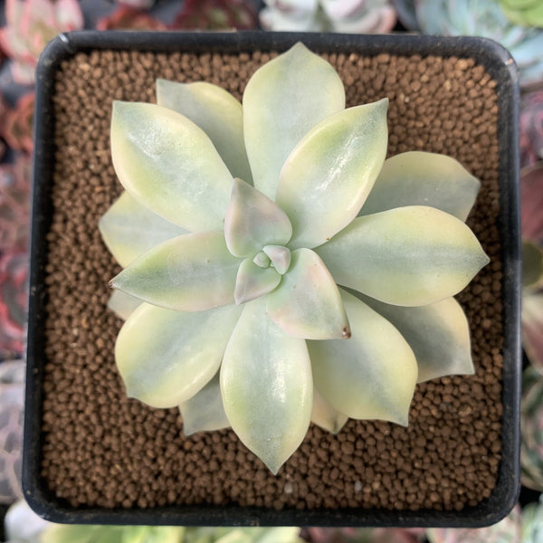 Graptopetalum 'Paraguayense' Variegated 3" Succulent Plant