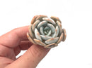 Echeveria 'Moondust' Small Cutting 1"-2" Succulent Plant