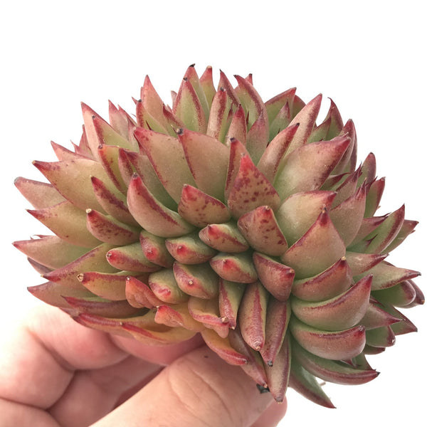 Echeveria Agavoides "Elkhorn' Crested 3" Rare Succulent Plant