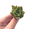 Echeveria Agavoides 'Obis' 2" Succulent Plant