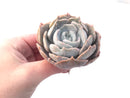 Echeveria 'Lilacina' Monstrose Variegated 4" Succulent Plant